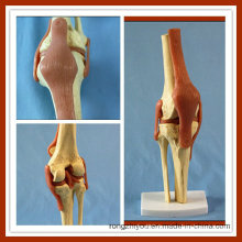 Deluxe Functional Knee Joint Model Life Size